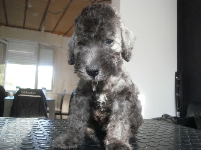 There Was Once A Bedlington - Loumi 6 semaines 