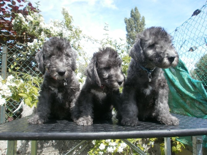 There Was Once A Bedlington - Les baby's a 8 semaines (-3 J) 
