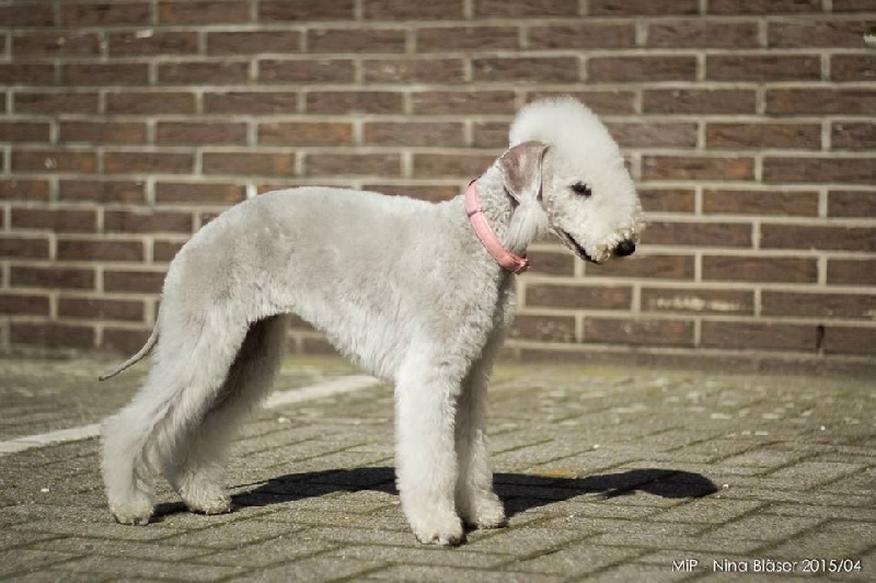 There Was Once A Bedlington Jexcelle sur les rings