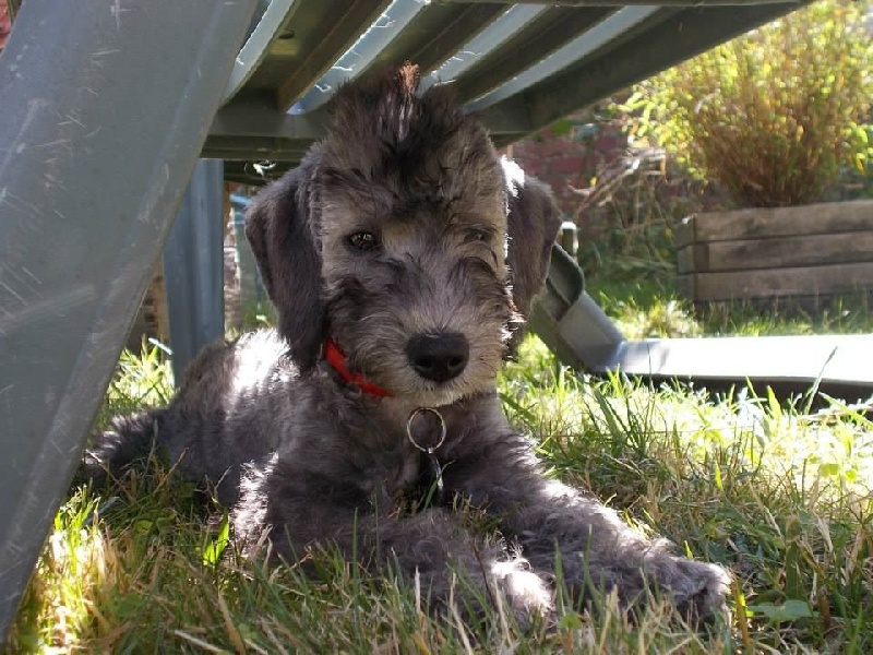 There Was Once A Bedlington Lou