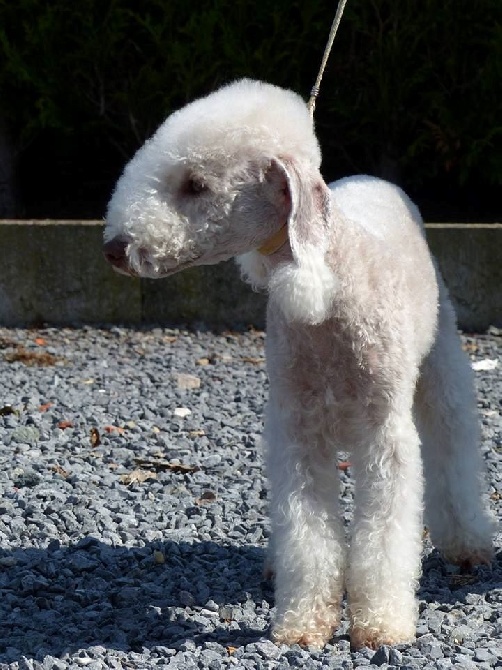 There Was Once A Bedlington - Chico Champion Internationnal !!!