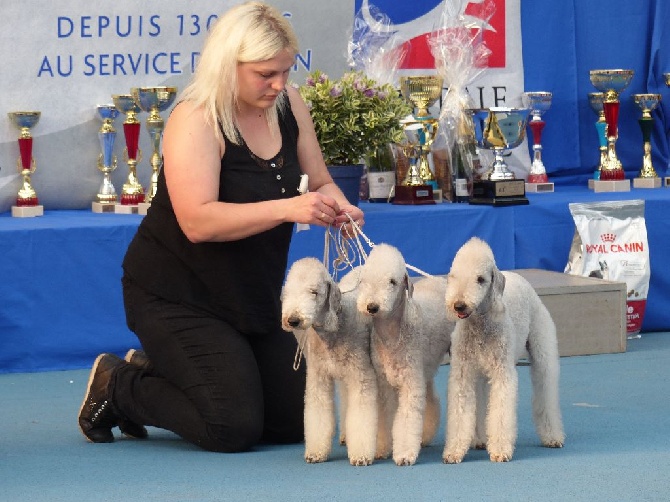 There Was Once A Bedlington - pour le plaisir des yeux 