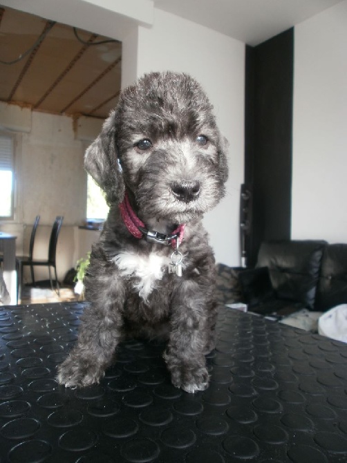 There Was Once A Bedlington - Lollipop 6 semaines 