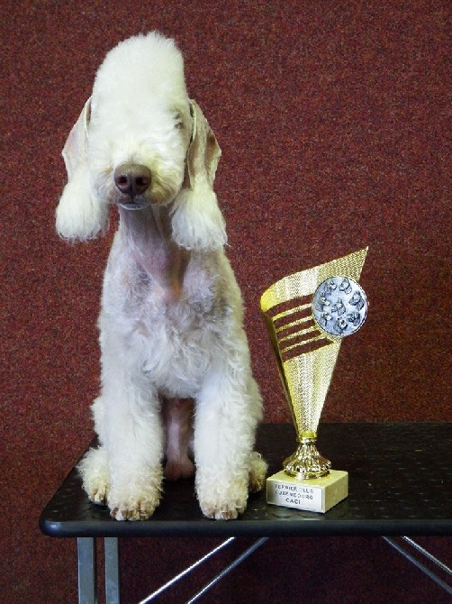 There Was Once A Bedlington - Chico devient Champion du Luxembourg