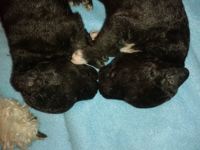 There Was Once A Bedlington - les bébés sont arrivés !!!