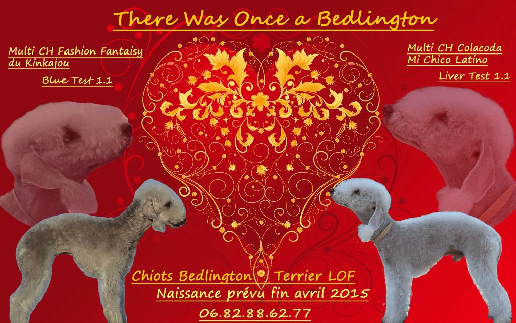 There Was Once A Bedlington - Naissance attendue pour fin avril 