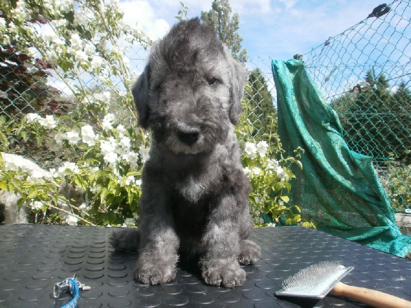 There Was Once A Bedlington - Bedlington Terrier - Portée née le 29/04/2015