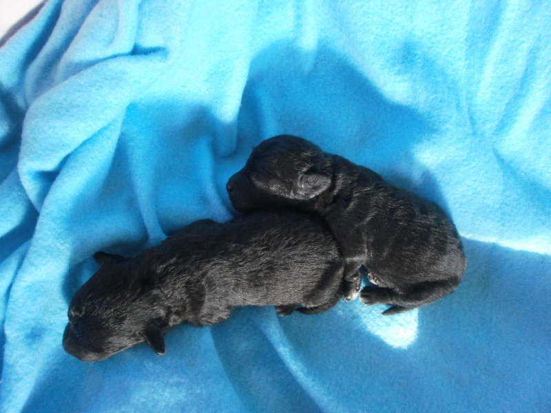 There Was Once A Bedlington - Bedlington Terrier - Portée née le 14/02/2014